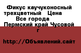 Фикус каучуконосный трехцветный › Цена ­ 500 - Все города  »    . Пермский край,Чусовой г.